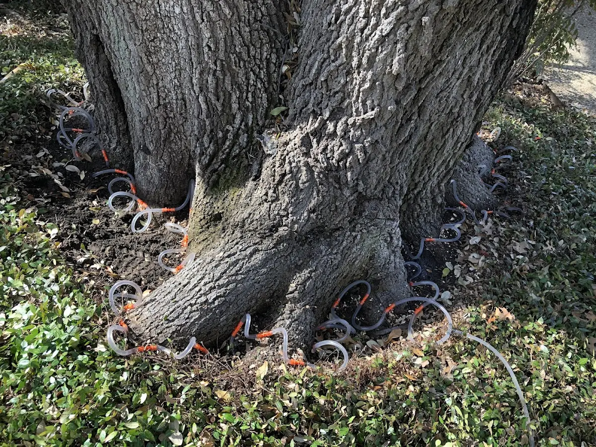 Detailed Tree Cabling and Bracing job site in Hampshire